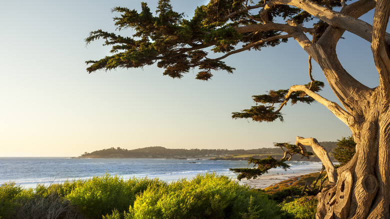 Lone Cypress Tree in Monterey County
