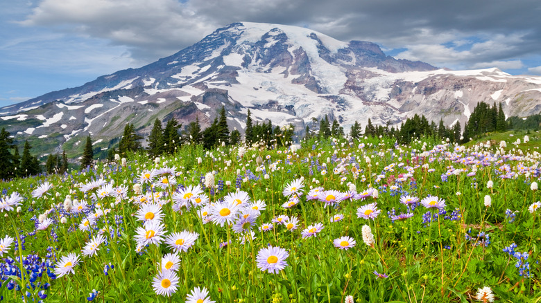 Mt Rainier and wildflowers