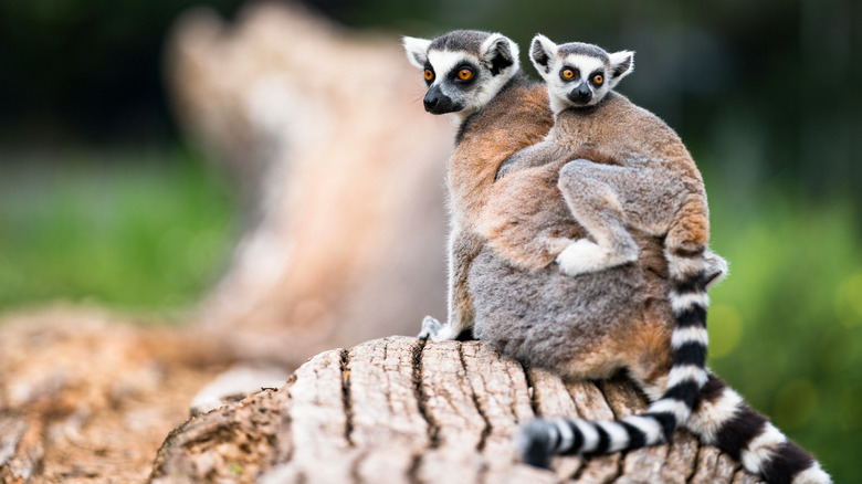 Ring-tailed lemur in Madagascar