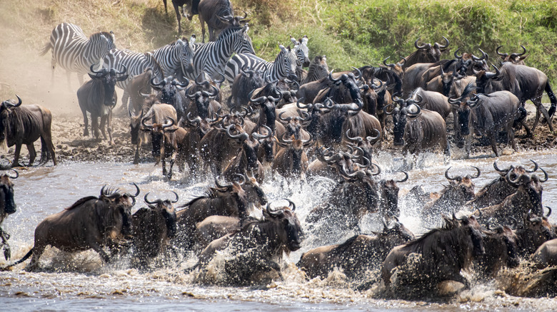 Great Migration in Tanzania