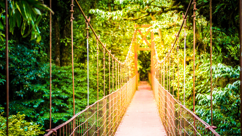 Monteverde Cloud Forest Reserve