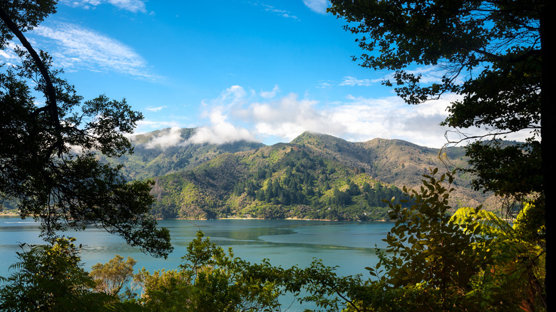 Queen Charlotte Track in New Zealand