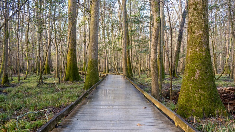 Boardwalk through Congaree National Park