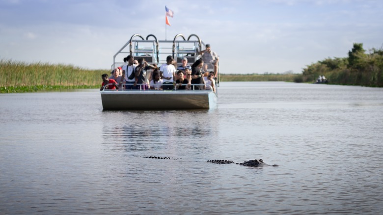 Airboat and aligator in Everglades