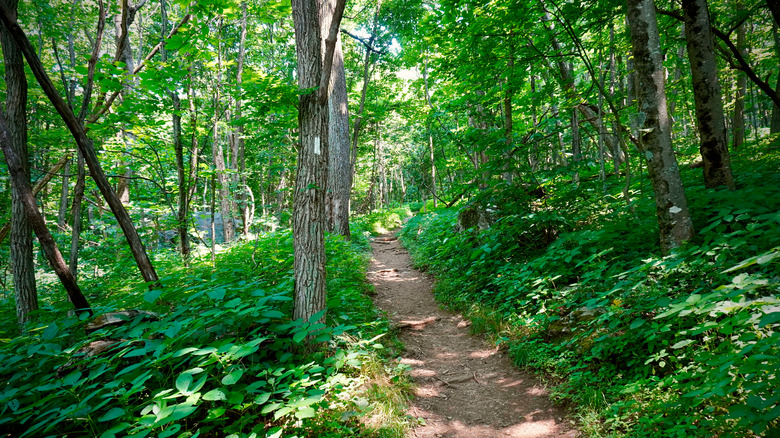 a trail in Shenandoah NP