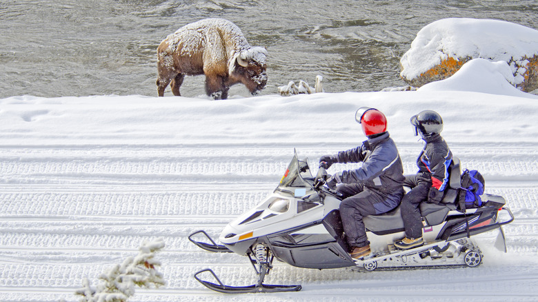Visitors snowmobiling through Yellowstone