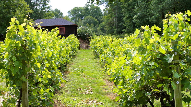 Connecticut Wine Trail
