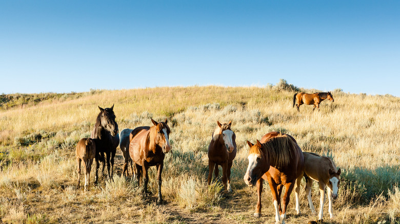 Theodore Roosevelt National Park