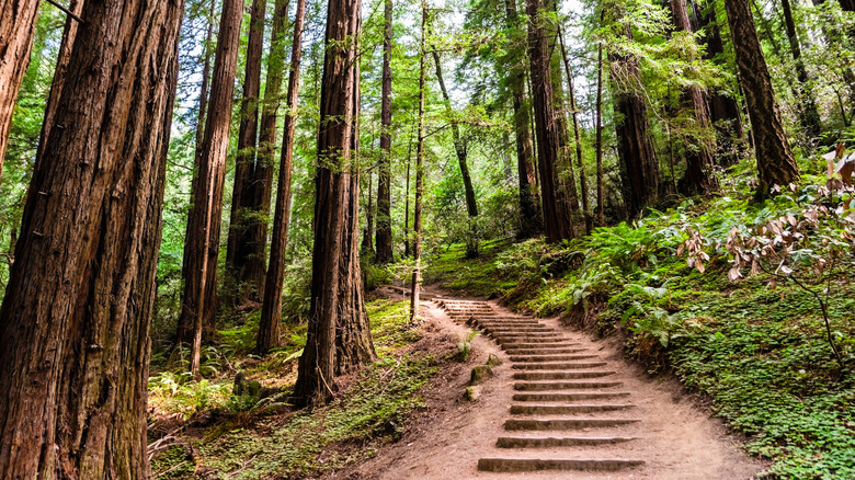 Muir Woods National Monument