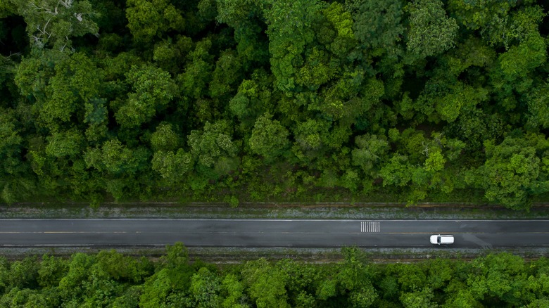 Car driving through forests