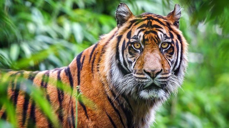 Endangered Sumatran tiger