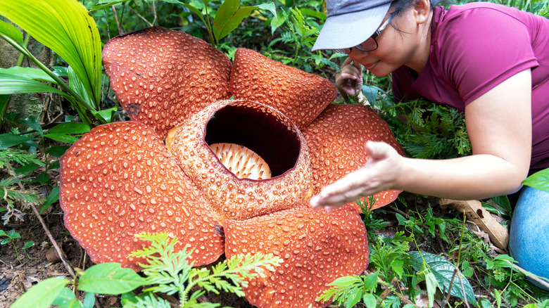 Woman admiring a Rafflesia Arnoldii
