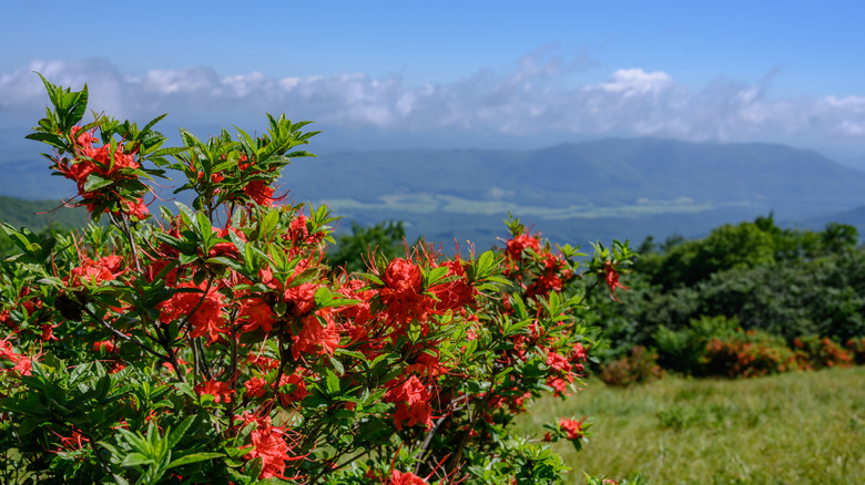 Gregory Bald flame azaleas mountains clouds