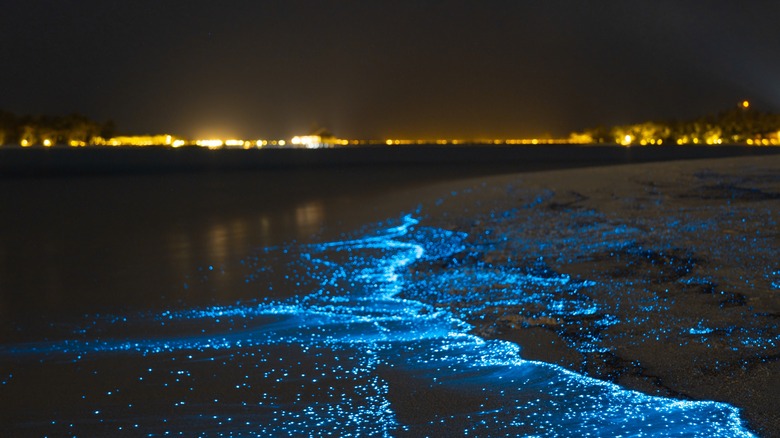 Bioluminescent plankton glow along a beach in the Maldives