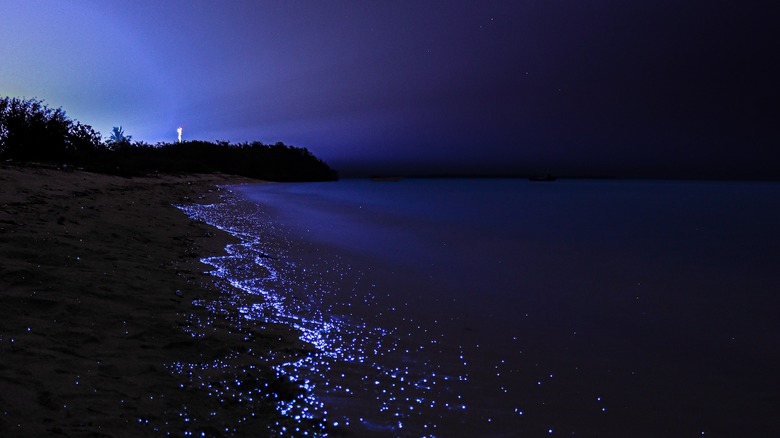 The "sea of stars" bioluminescent plankton show in the Maldives