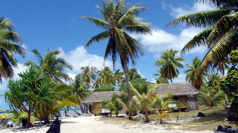 Palm trees overlooking a sunny beach on Vaadhoo Island, Maldives