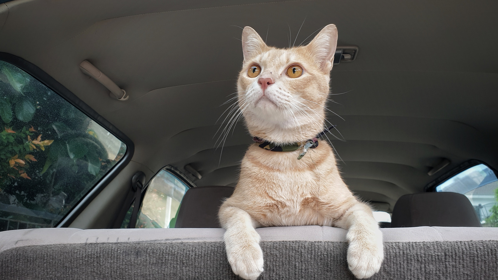 how to road trip with a cat