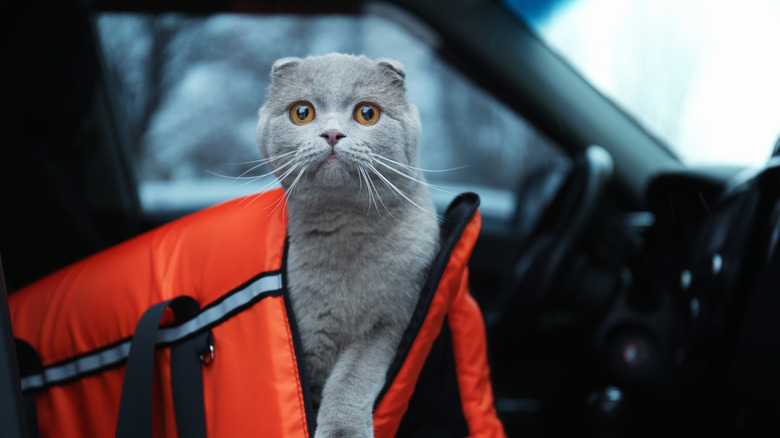 cat in carrier in a car