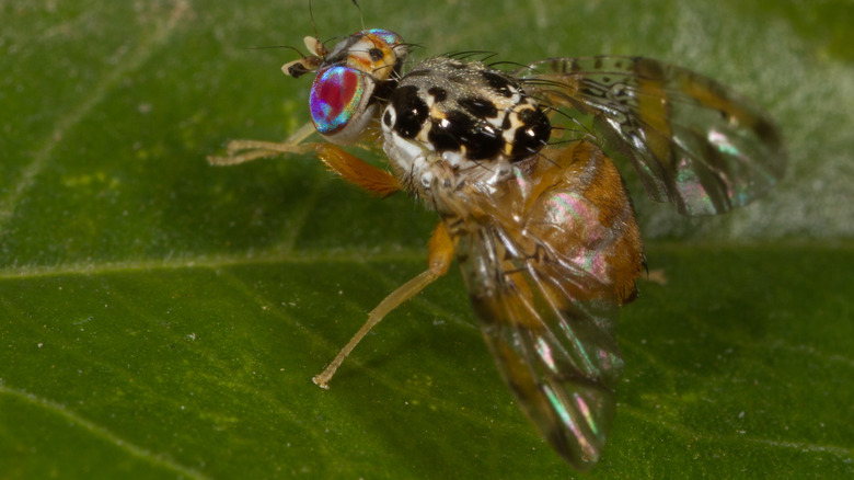 A Mediterranean fruit fly