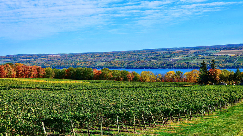 Vineyard near Seneca Lake