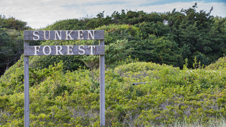 The Sunken Forest sign on New York's Fire Island.