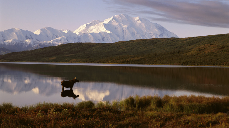 A moose standing in the Alaskan lake reflecting Denali.