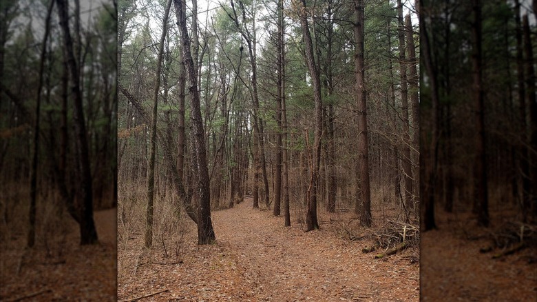 Trail through trees in fall