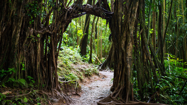 An arch created by a banyan tree is on the Manoa Falls Trail,