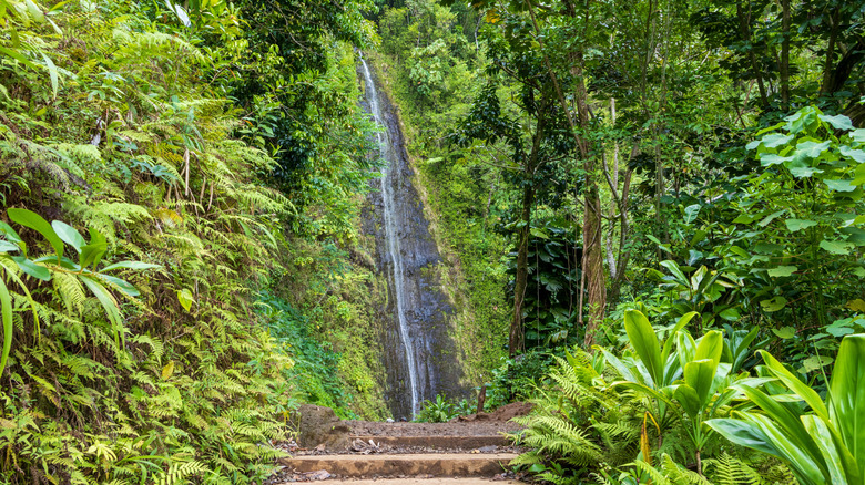 A view shows Manua Falls, in Oahu, Hawaii, amid tropical greenery.