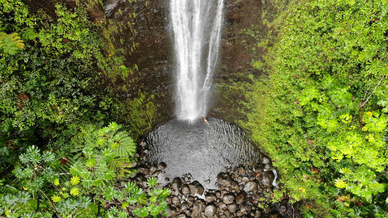 An aerial view shows Manoa Falls, in Oahu, Hawaii.