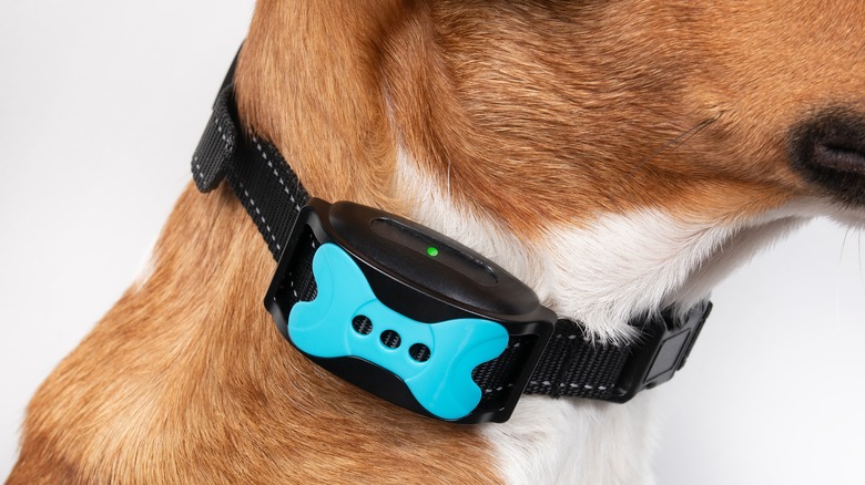 Dog wearing a shock collar