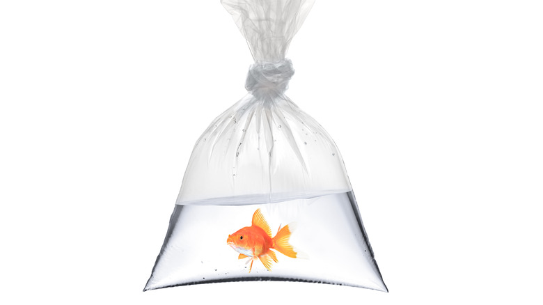 A goldfish in a bag