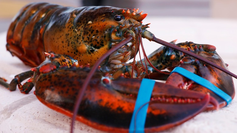 lobster with its claws taped