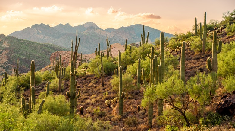 Saguaro cacti along Tonto ridge