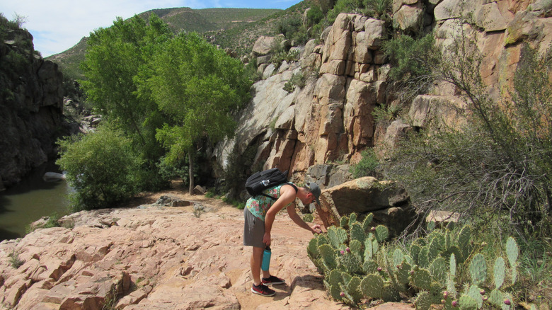 Hiker inspects cactus in ravine