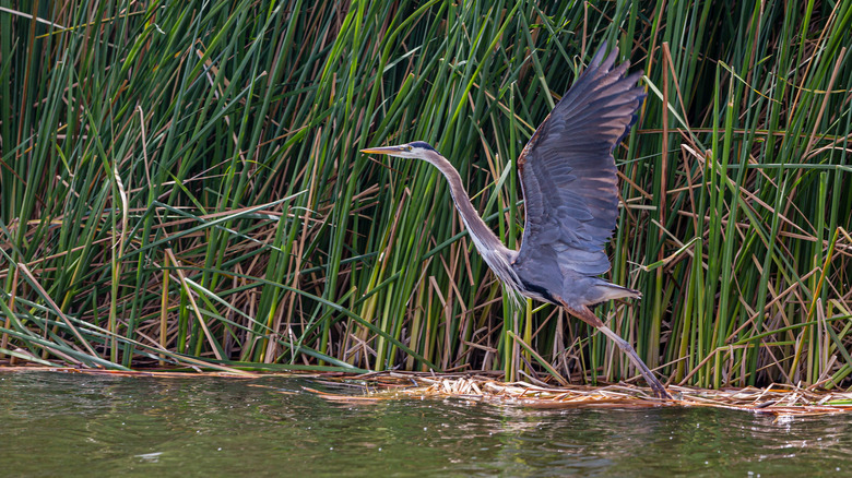 Great blue heron in reeds