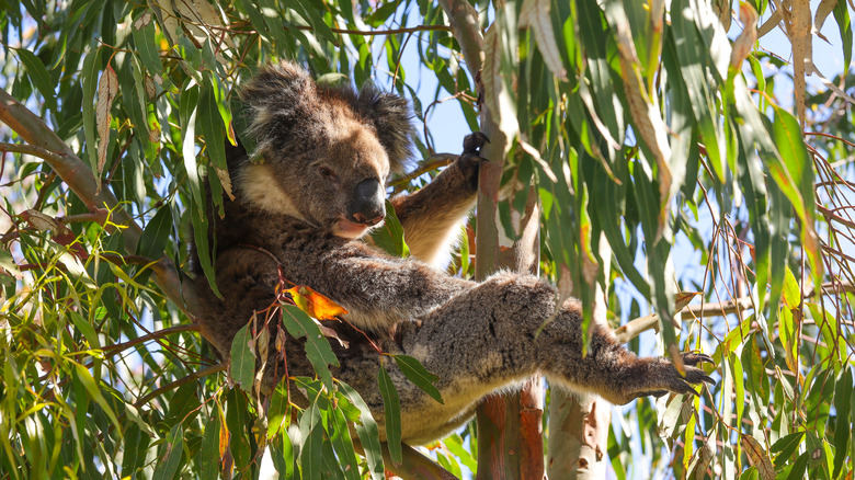 A koala relaxes in a Eucalyptus Tree