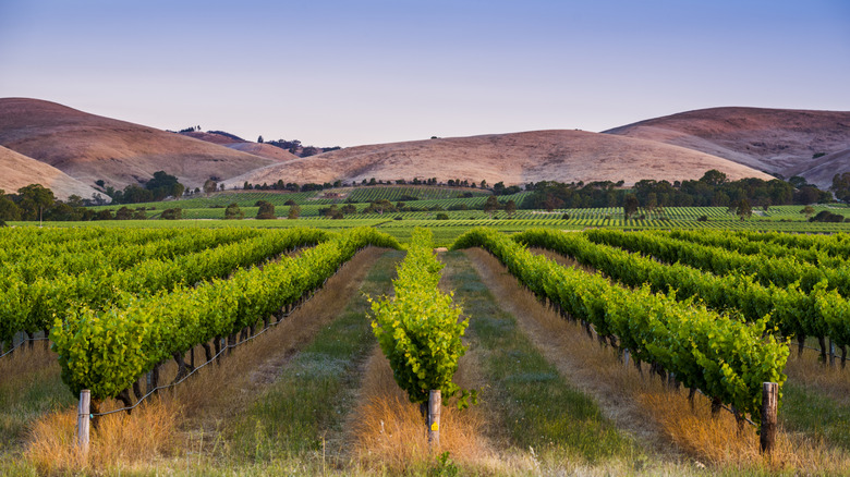 Vineyard in Australia's scenic Barossa Valley