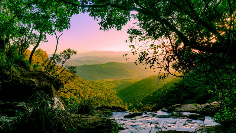 Forest and waterfall in Lamington