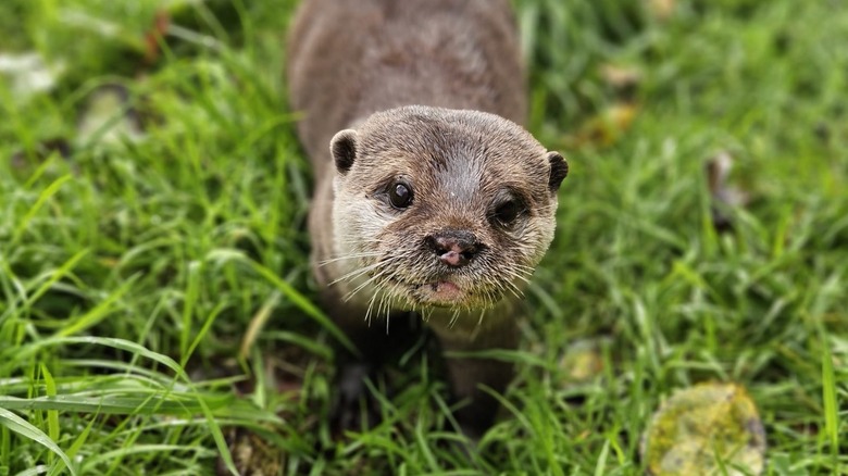 Otter on grass looking at camera