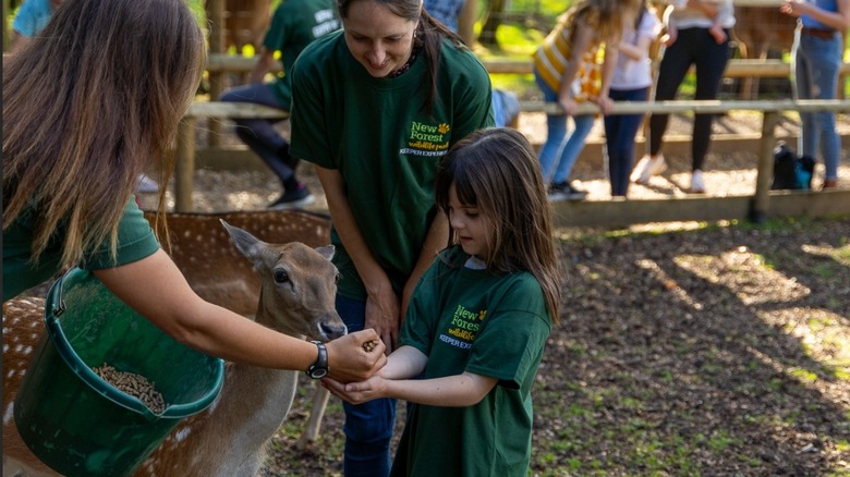 Young park visitor feeding deer