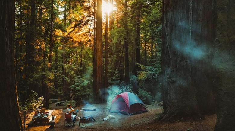 Camping tent surrounded by Redwoods