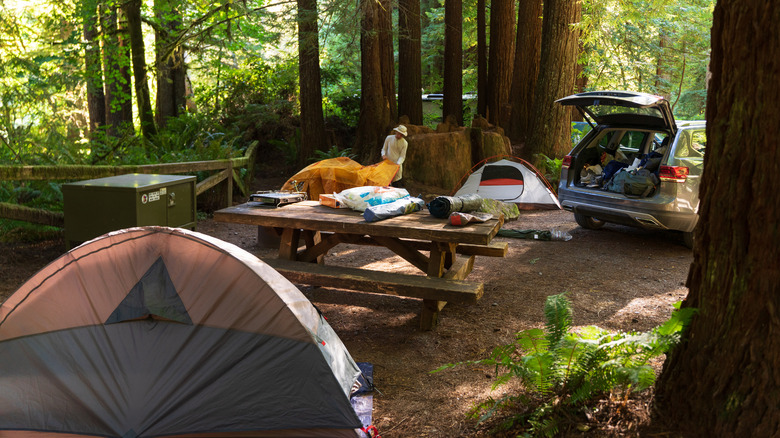 People setting up tents in the redwoods