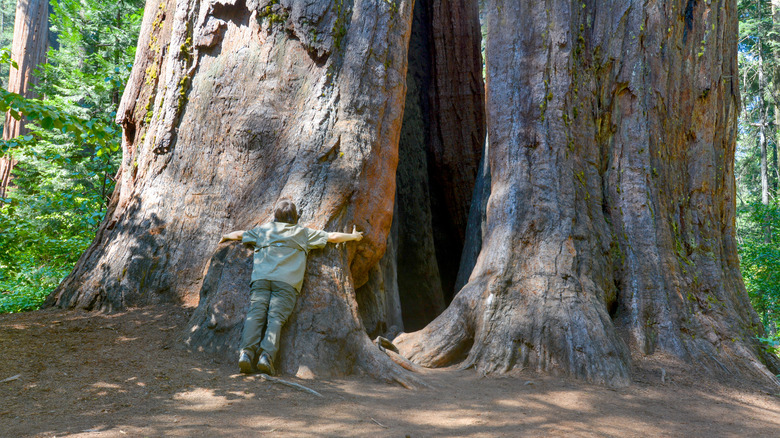 Hugging sequoia Calaveras Big Trees