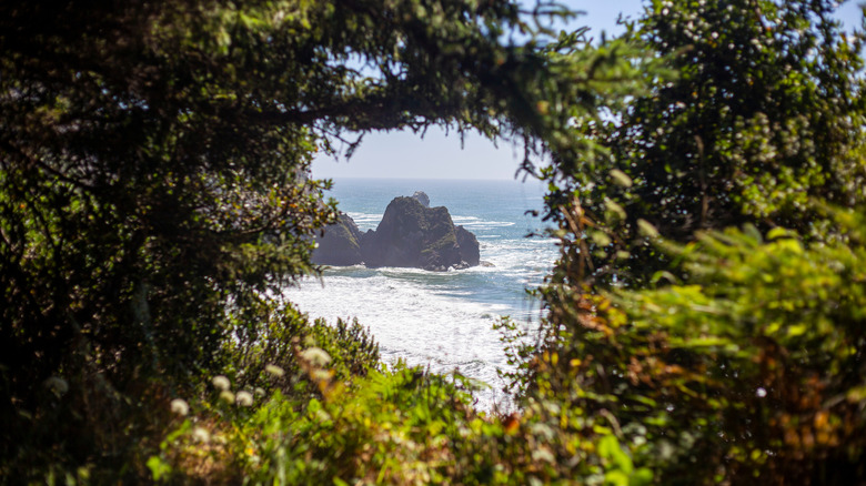 enderts beach through forest