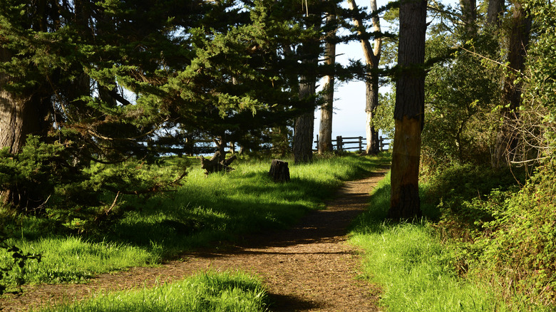 A path through the grassy New Brighton campground.