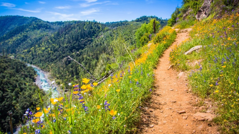 The Stevens Trail cuts along a American River Canyon slope