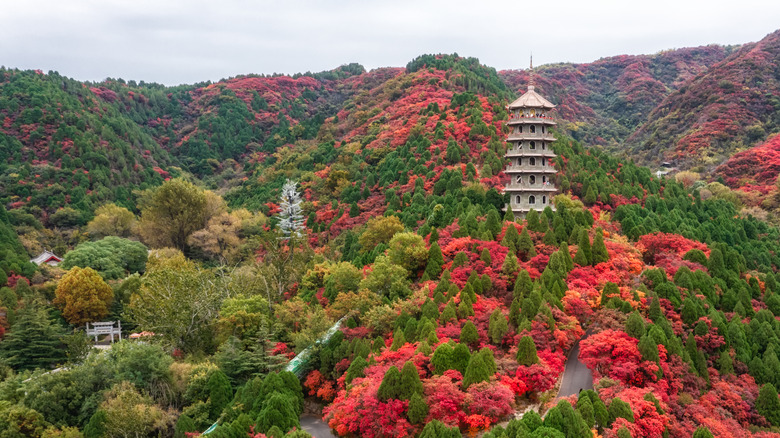 Mount Taishan in the summer