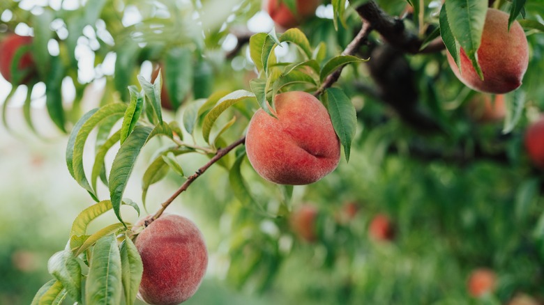 Fresh peaches hang from Palisade fruit trees