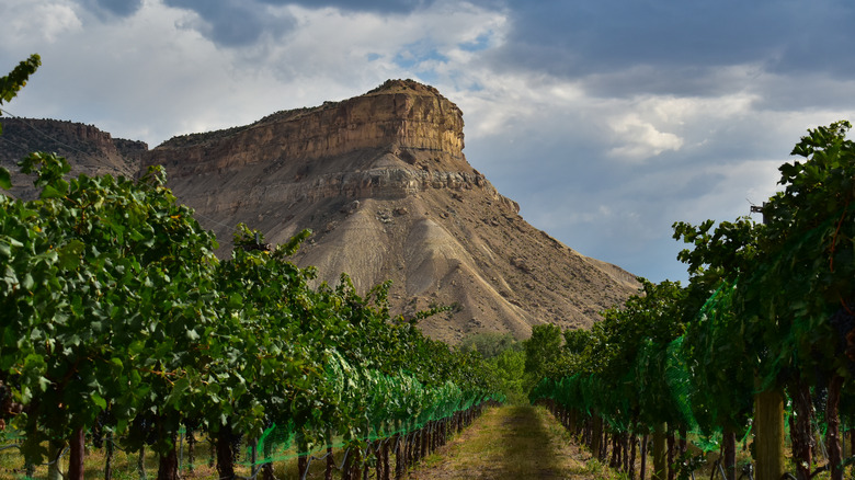 Wine grape trees in Colorado's Western Slope